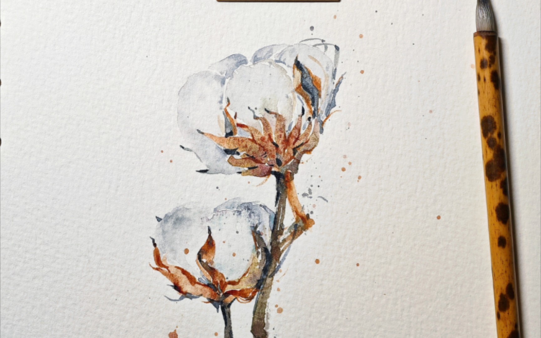 脱稿水彩·一朵棉花