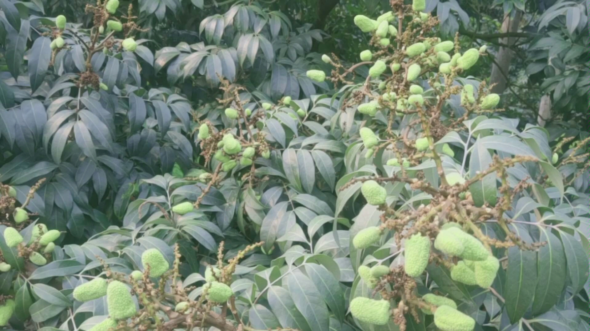 广西灵山龙武荔枝,还有一个月上市了,今年荔枝大丰收