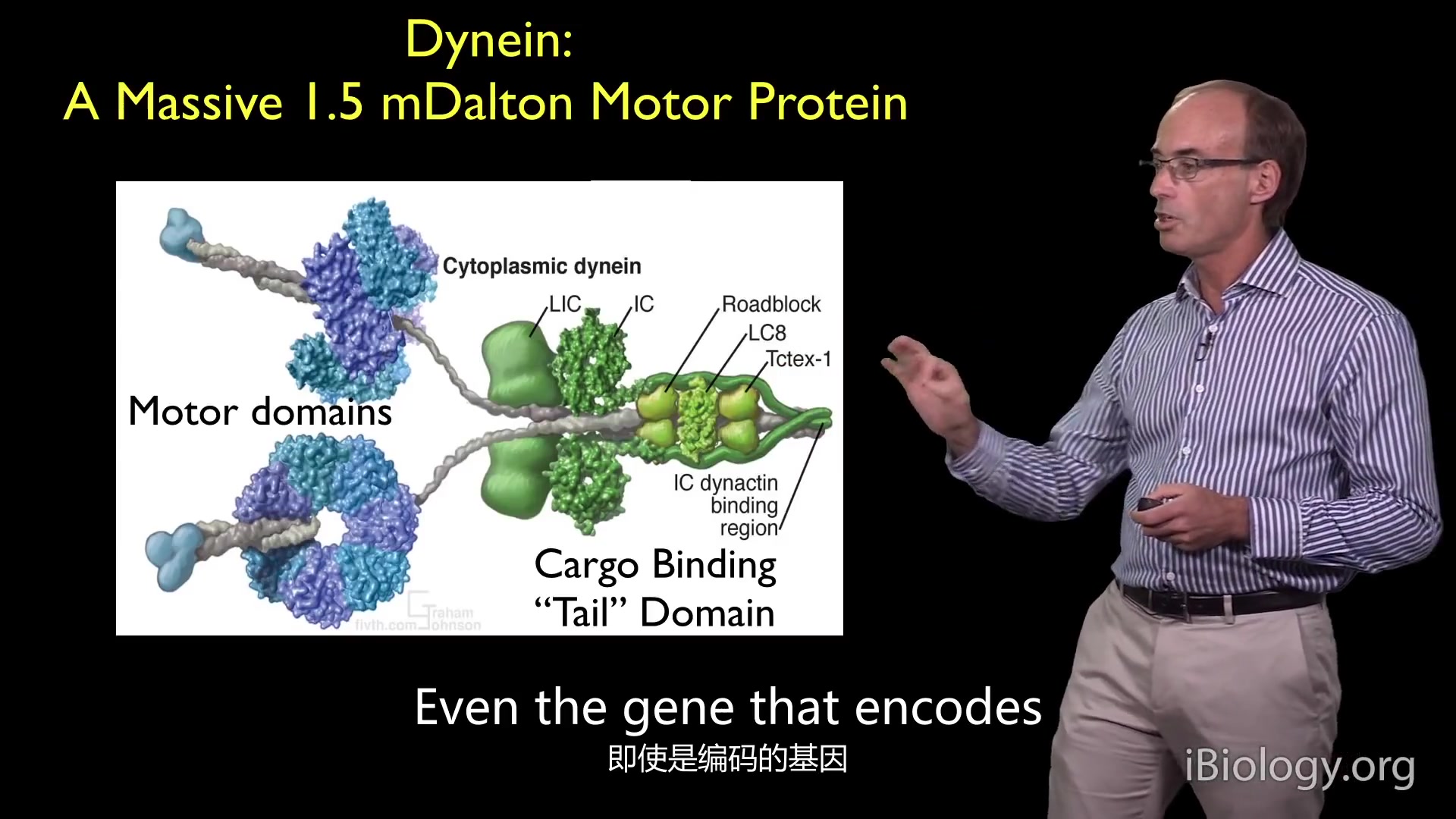 分子马达蛋白2Ron Vale 2 Molecular Motor Proteins The Mechanism of Dynein Motility哔哩哔哩bilibili