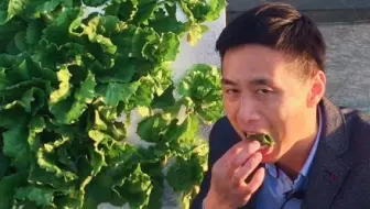 采摘生菜的好方法，你一定要知道