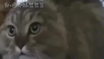 #搞笑 我已经落后这么多了吗，能不能来个人帮我翻译一下这段中文#看不懂系列