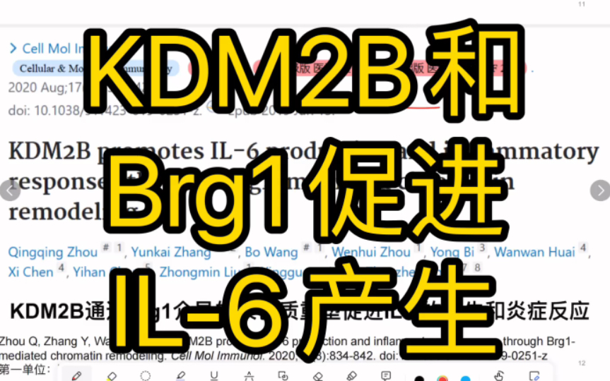 【文献分享】KDM2B通过与Brg1相互作用促进IL6产生【医学科研】哔哩哔哩bilibili