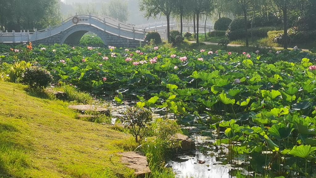 息县龙湖公园风景介绍图片