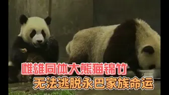 Descargar video: 双性大熊猫锦竹，对芦芦一见钟情，却难逃永巴家族厄运