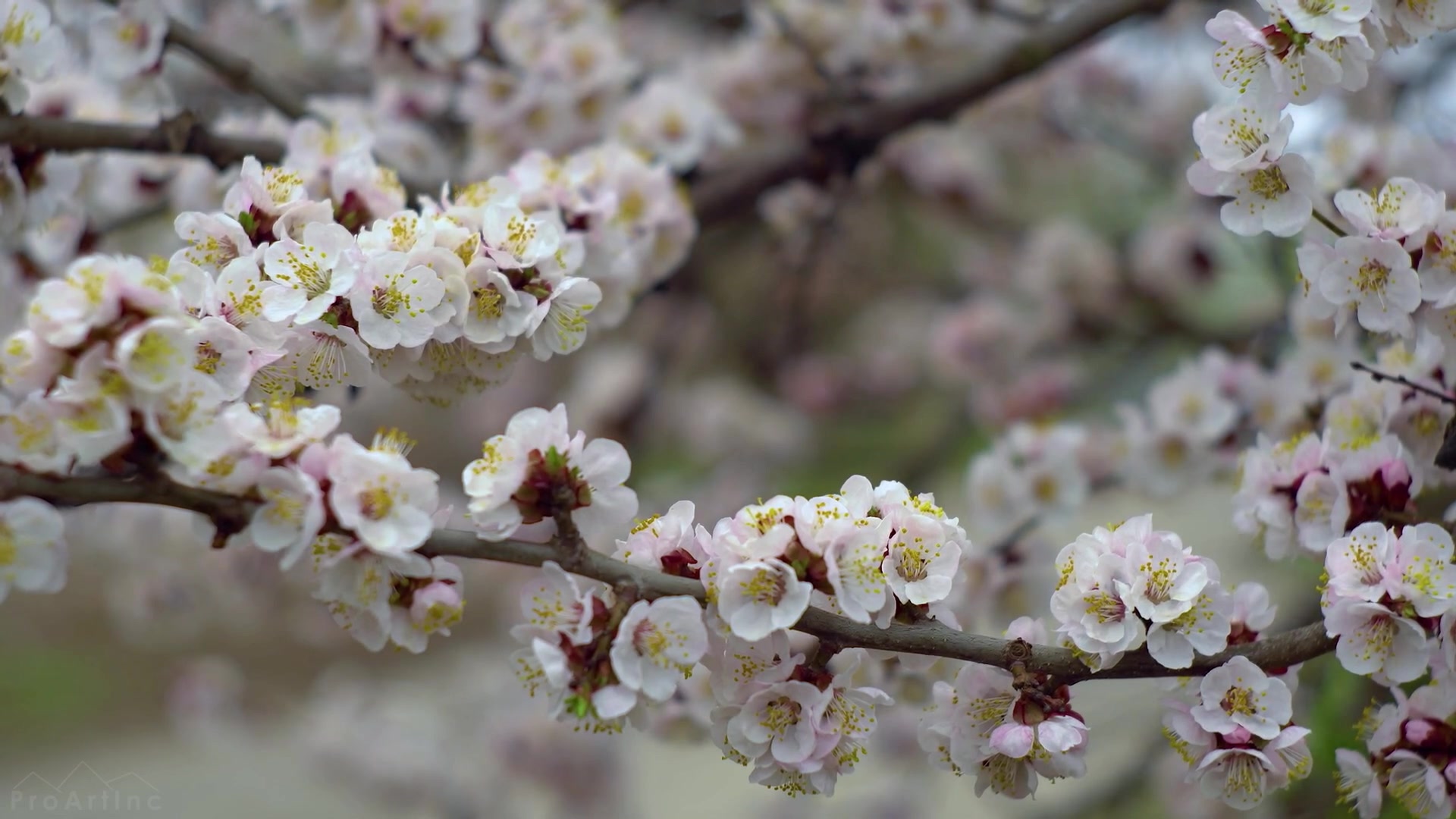 [图]春分时节来听春天的歌吧【海伊x牧心x人妖调教师三重唱】春晓