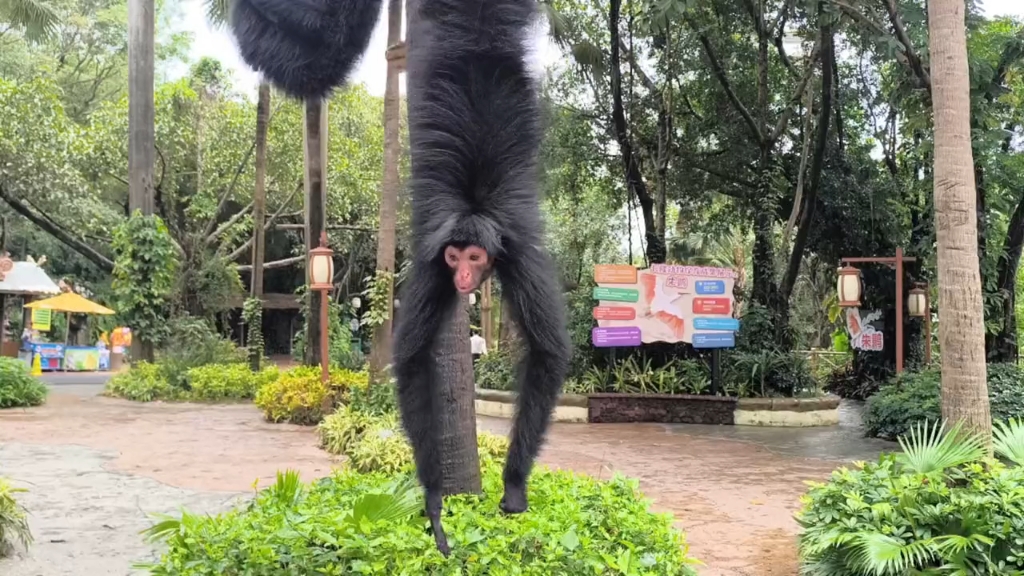 三只黑蜘蛛猴挑逗奶爸要零食吃,看到漂亮演员走过马上转头去望去