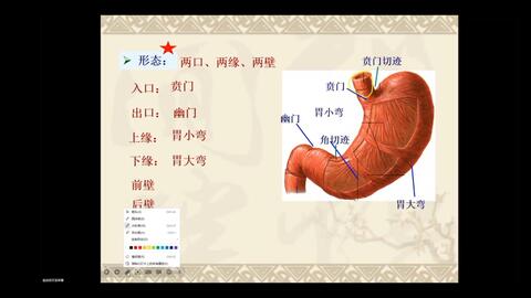 人体解刨与组织胚胎学——胃_哔哩哔哩_bilibili