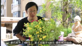 Download Video: 这种盆栽植物，能持续开花300天，花量大，还非常好养！