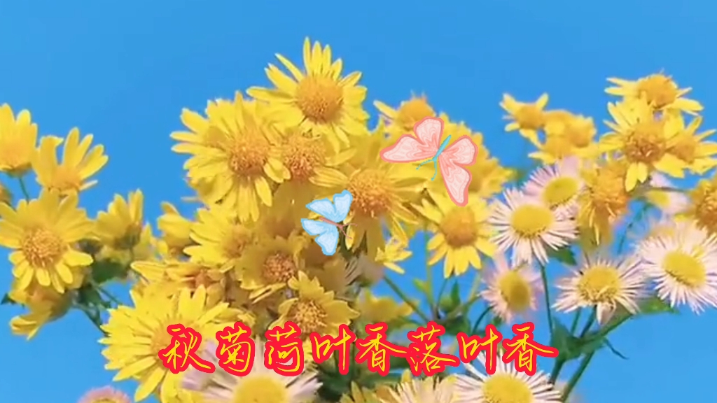 九月菊#菊花香#歌曲欣赏哔哩哔哩bilibili