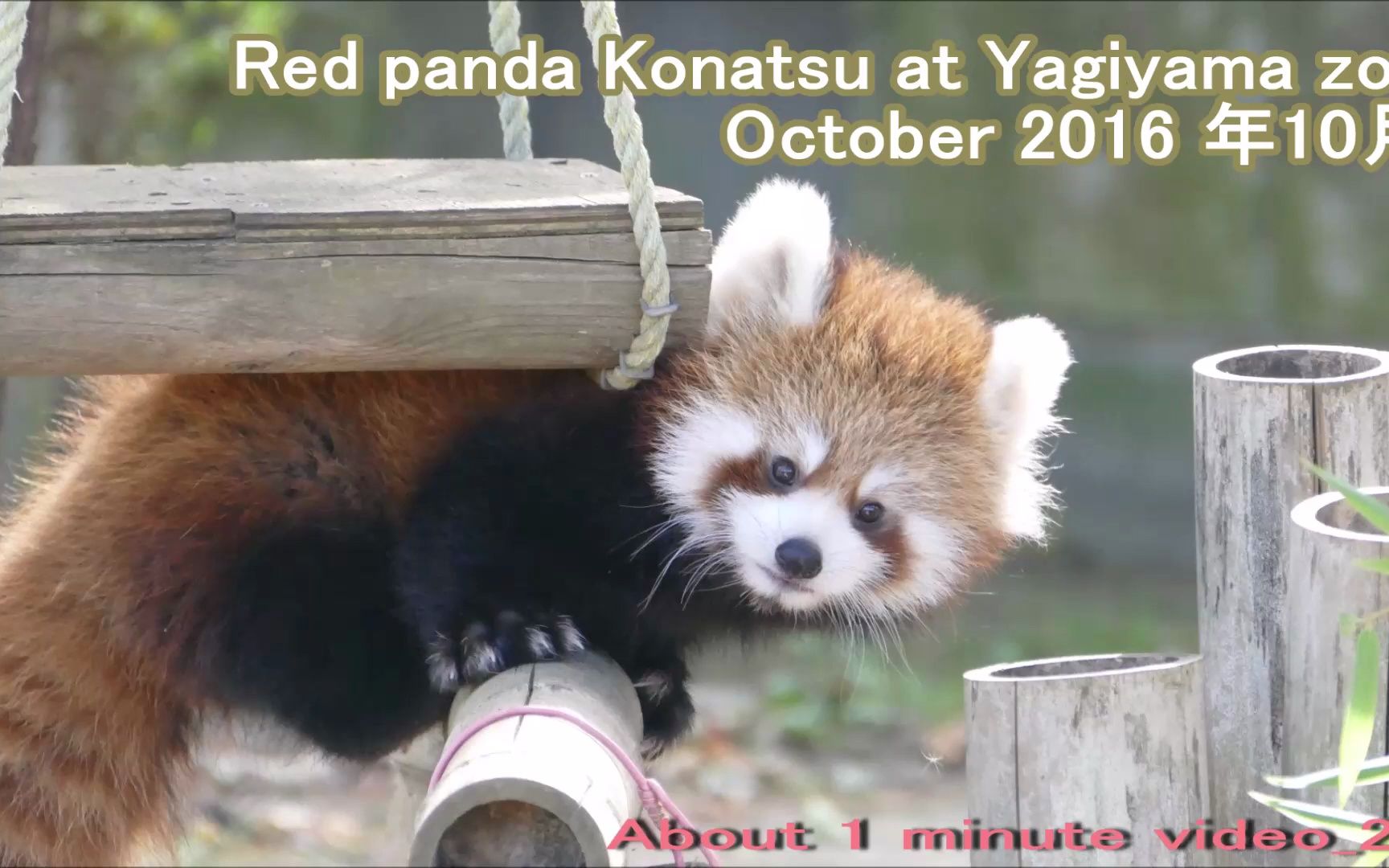 八木山动物园 可爱的小能能