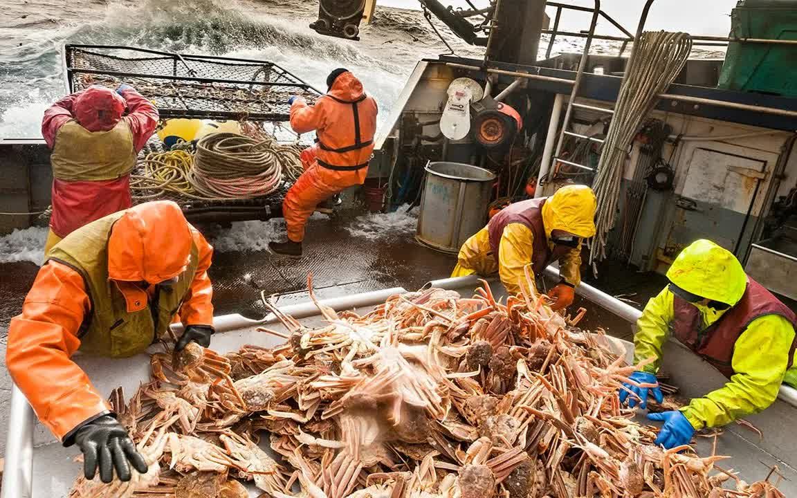 阿拉斯加捕捞雪蟹帝王蟹,零下二十度海域下笼几百只,日捕十万只