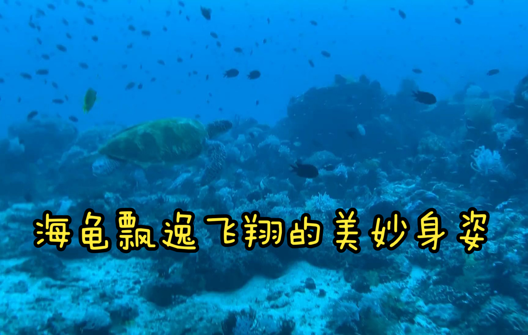 [图]潜水 海底 26m 处,海龟飘逸飞翔的美妙身姿。