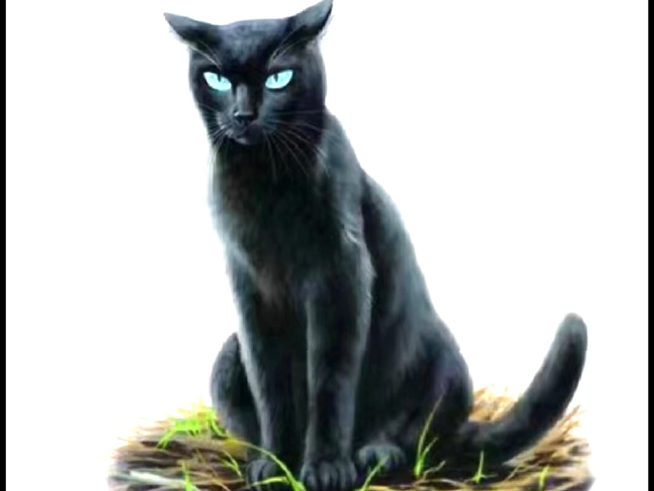 猫武士混剪视频