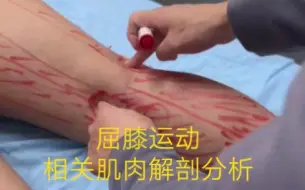 Télécharger la video: 屈膝运动相关肌肉解剖分析