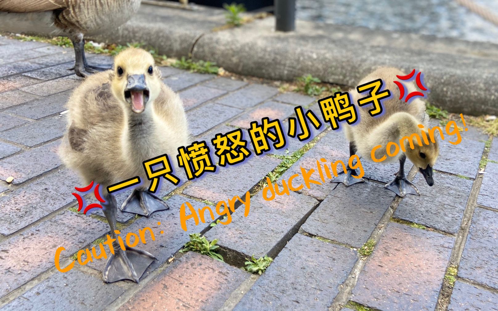 vlog #4 遛弯儿遇到小鸭子一家 | meet the duck family