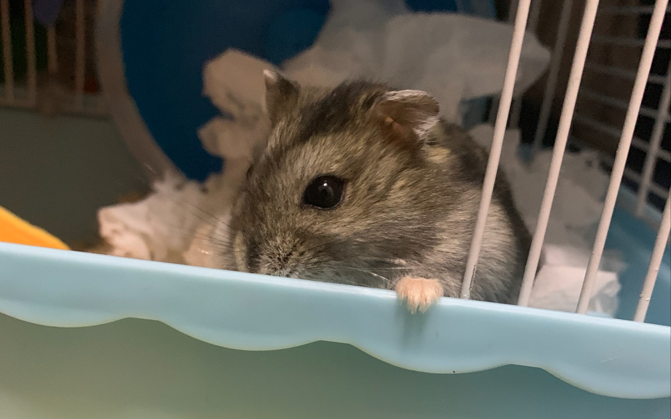 这是一个正经的仓猪吃播