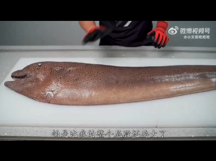 因为每一种裸胸鳝都是品种花纹体型都是不一样的,所以在外面碰到大型