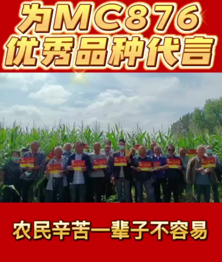 耐密植玉米种植推荐,为你推荐一款耐密植高产的玉米种子品种;带你了解玉米种植品种选择哪个好哔哩哔哩bilibili