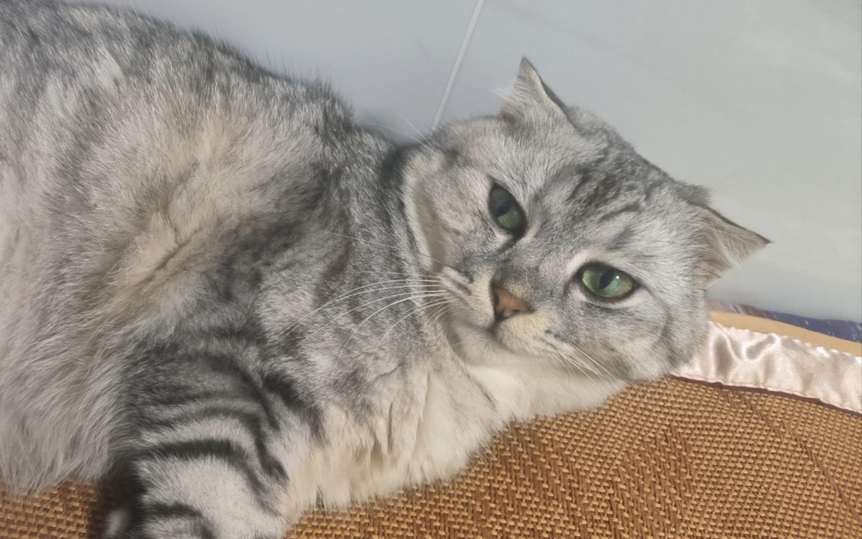 蜀黍花五块钱从我这买到的猫片