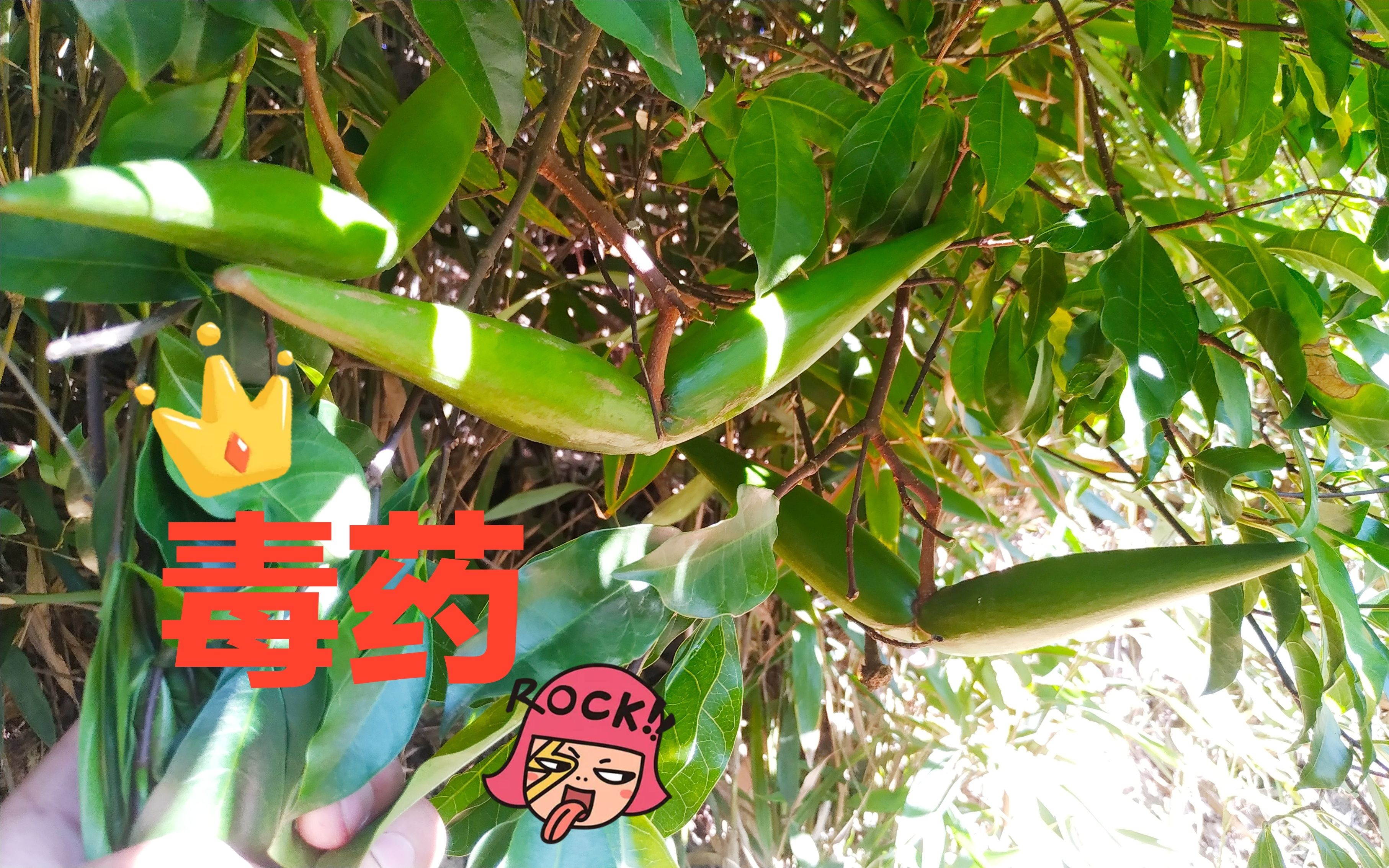 山里的a级毒药羊角果,在密闭空间会释放毒气,种植它要选对位置