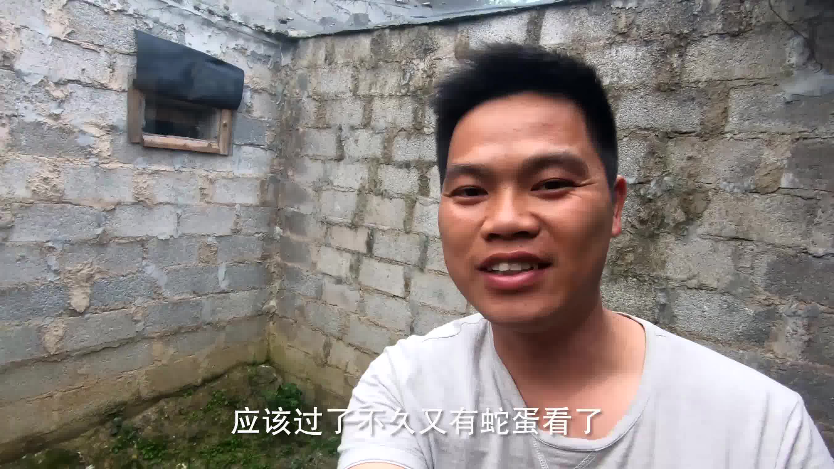 蛇类交配的高峰期小蛇哥小心拍出各种激情时刻