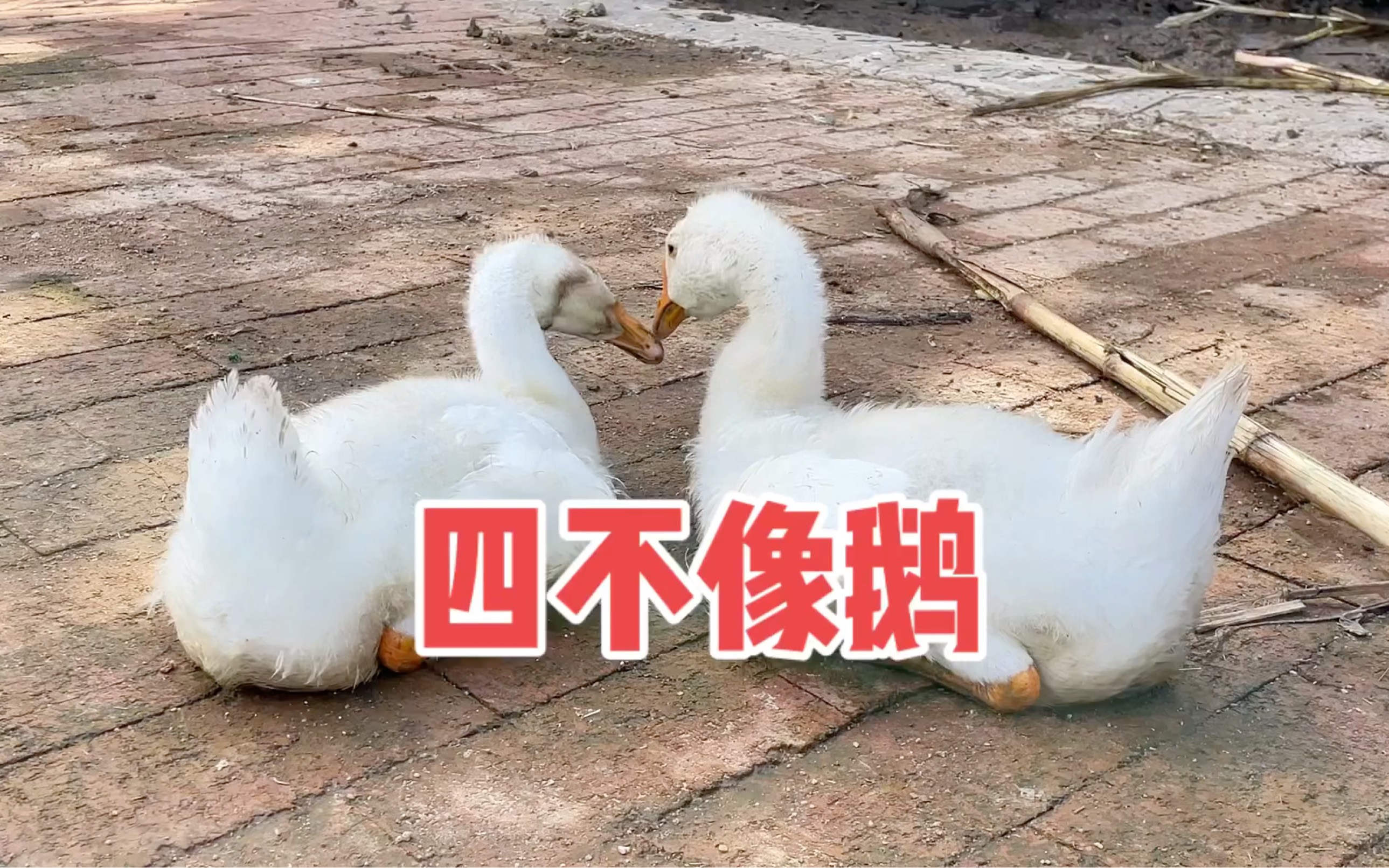 四不像的鹅千姿百态