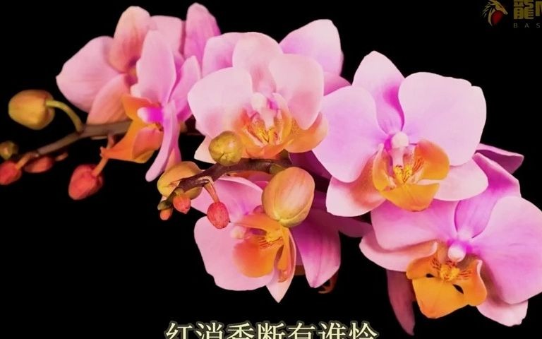 [图]【中文经典歌曲】童麗《葬花吟》  紅樓夢 花謝花飛花滿天