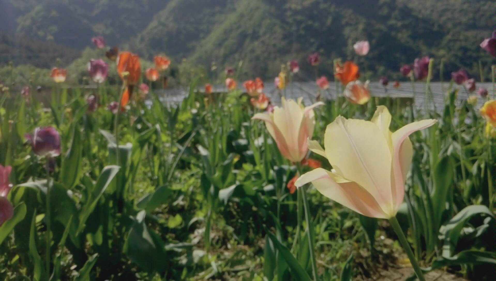 [图]秦巴生态植物园