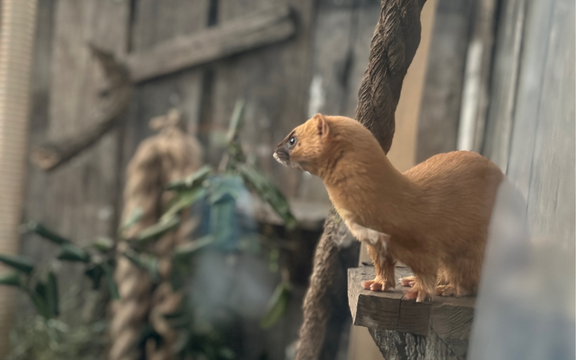 【红山动物园】冈瓦纳不虚此行