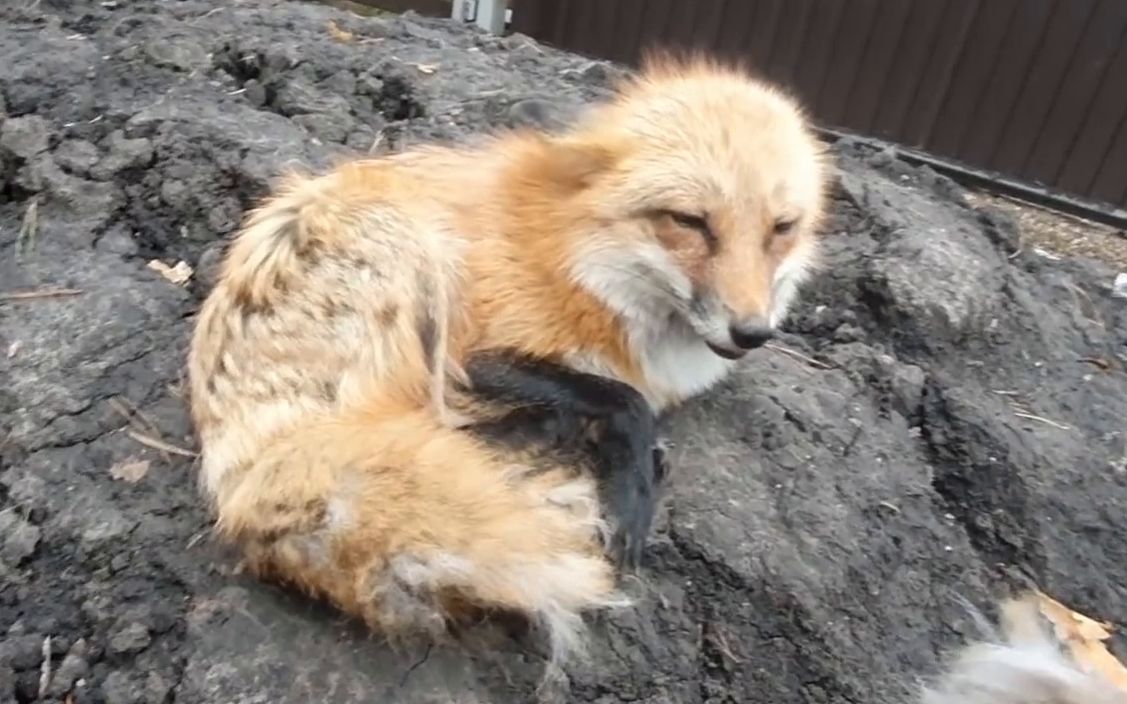 暖心!俄罗斯大叔为落魄秃毛狐狸植毛