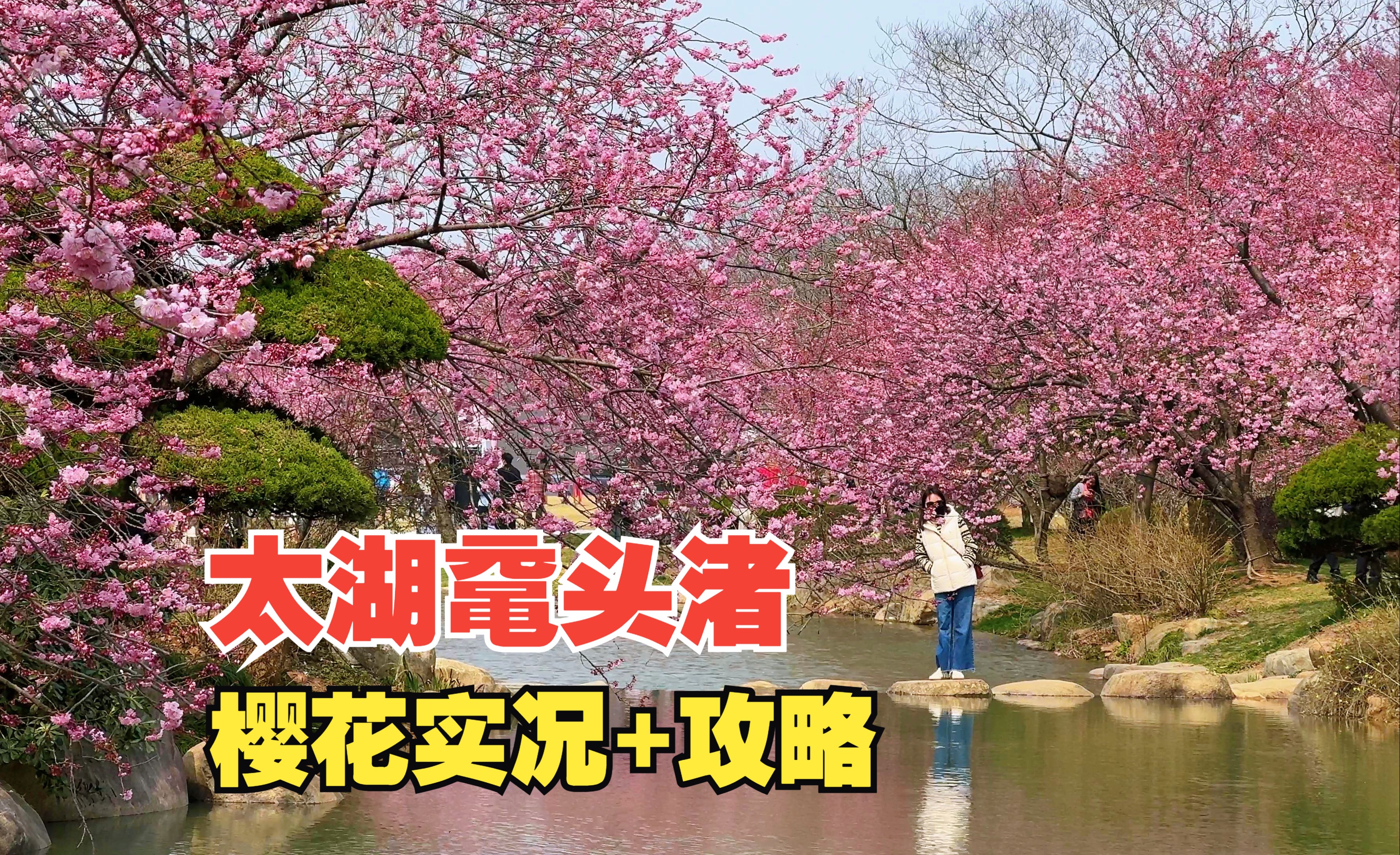 3月13日无锡鼋头渚樱花实况,有些地方已挤不动,攻略心得在最后