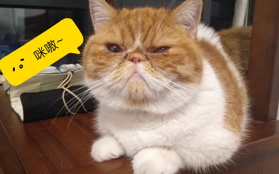 这只加菲有点丑,有点蠢