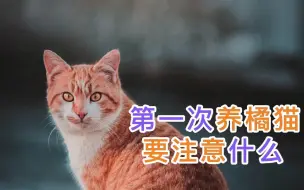 第一次养橘猫要注意什么