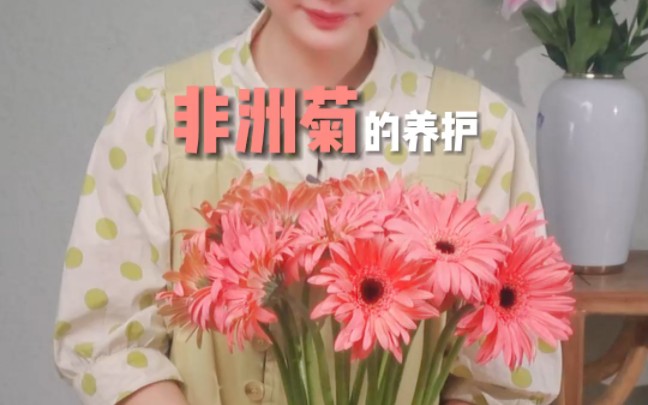 非洲菊(弗郎花)的养护技巧哔哩哔哩bilibili