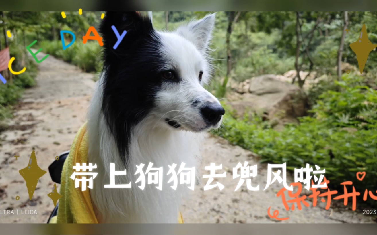 汪星人日常:出去兜兜风