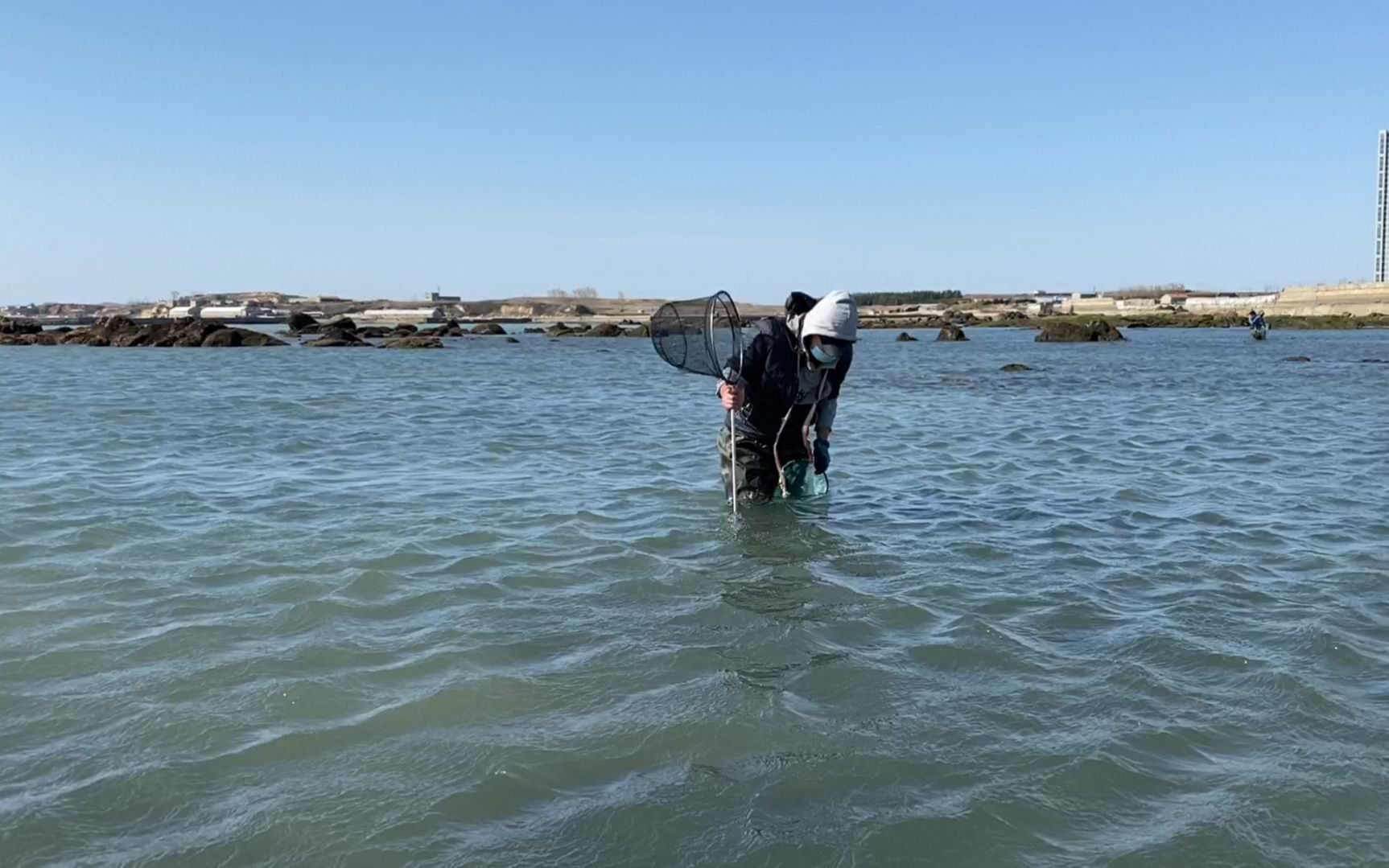 这碗螺蛳粉几乎没人吃过,用小马赶海捡的海螺蛳,里面全是肉