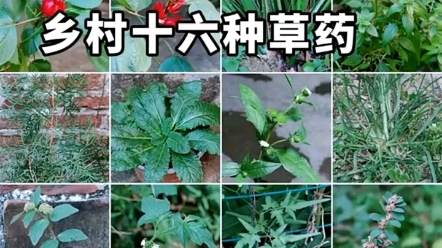 认识中草药哔哩哔哩bilibili