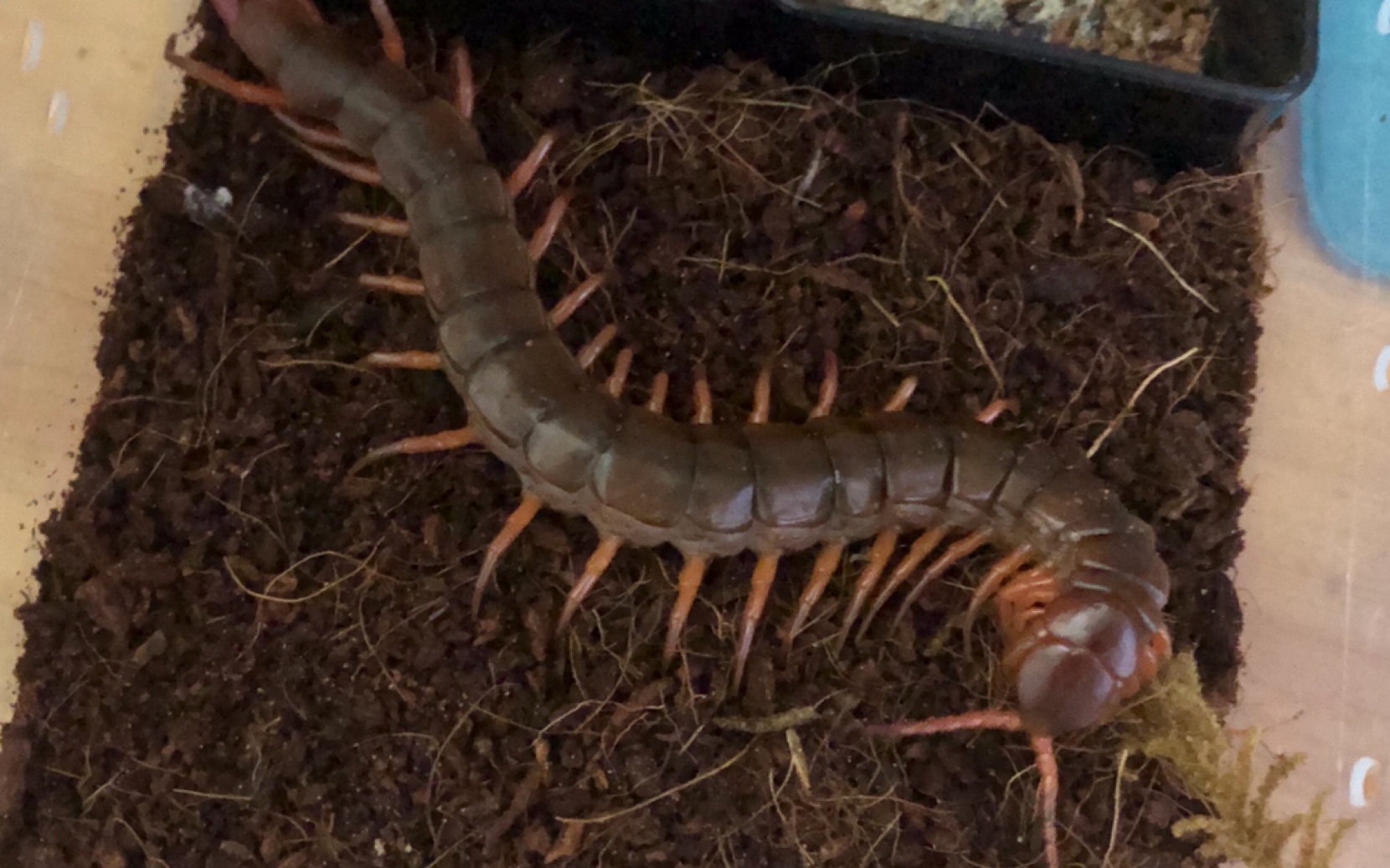 广西红龙蜈蚣喂食_哔哩哔哩 (゜-゜)つロ 干杯~-bilibili