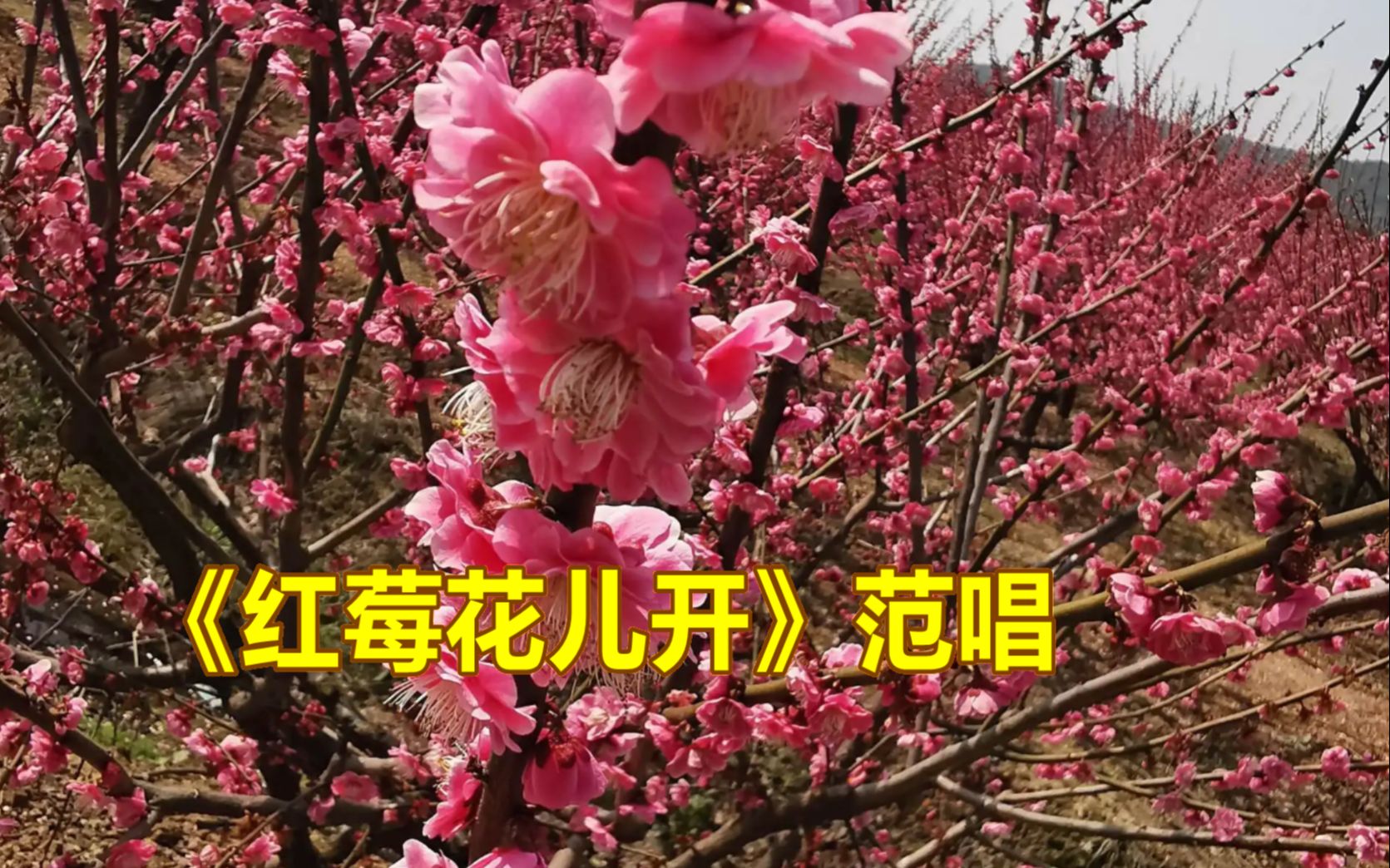 《红莓花儿开》范唱,委婉浪漫醉人!