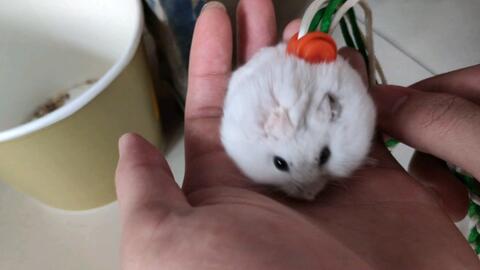 淘宝买的花枝鼠仓鼠牵引绳好不好用 哔哩哔哩 Bilibili