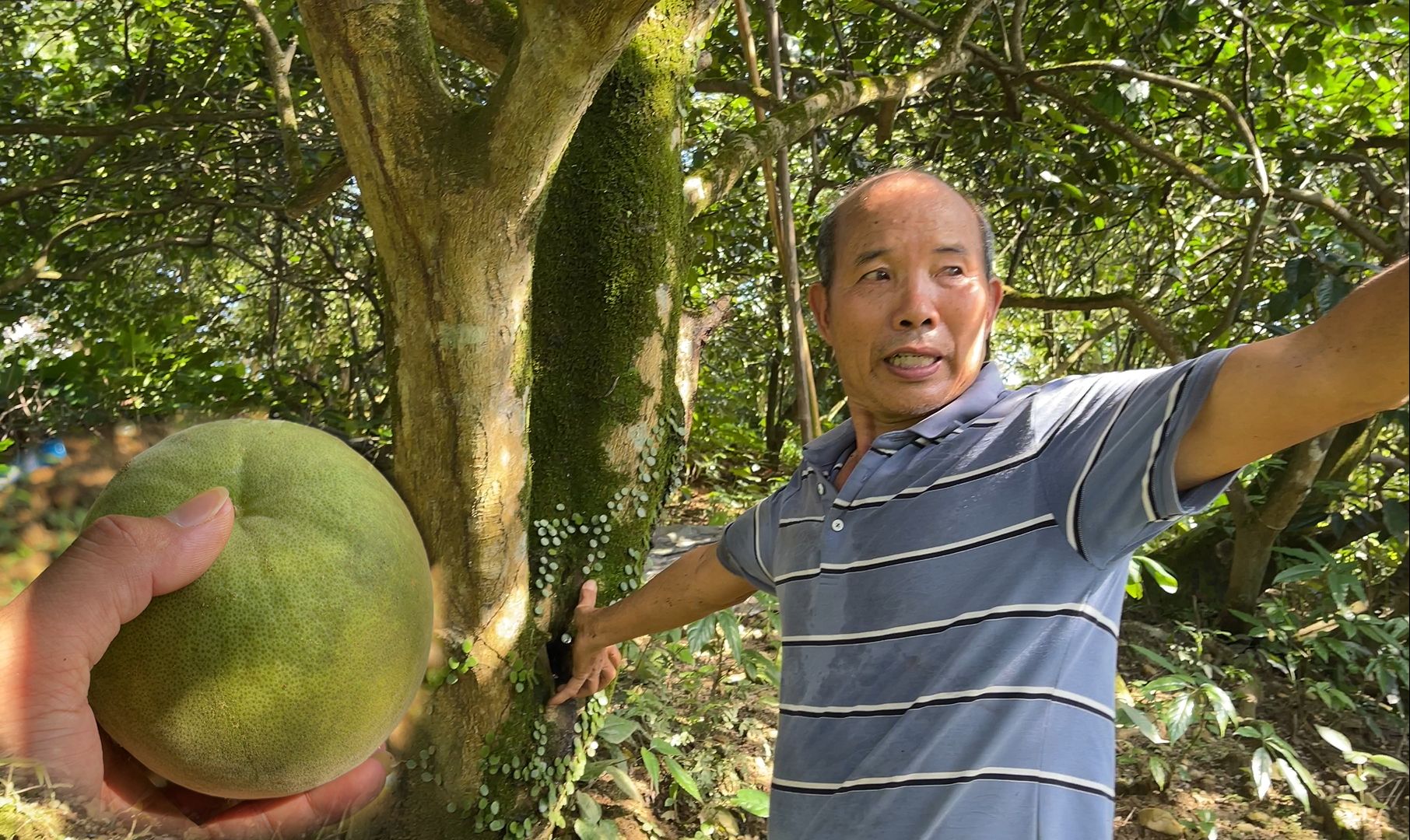 给网友定制七爪化橘红,要求50年以上的古树圈枝,阿弟亲自采摘选果