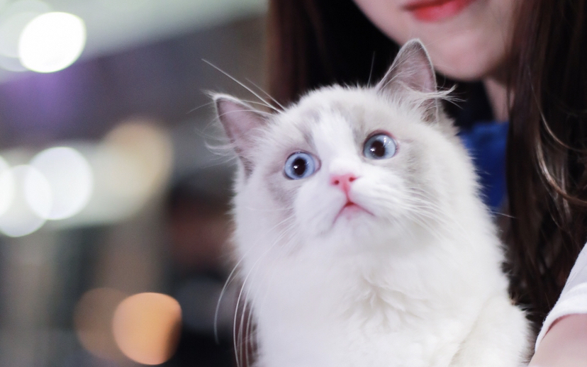 gnz48-郑丹妮口袋48直播200721