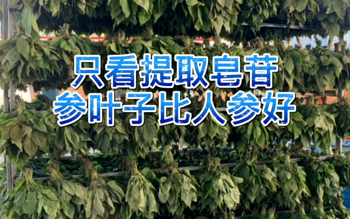 如果苦味浓是好人参,人参苦味来自皂苷,吃人参叶子比吃人参强!哔哩哔哩bilibili