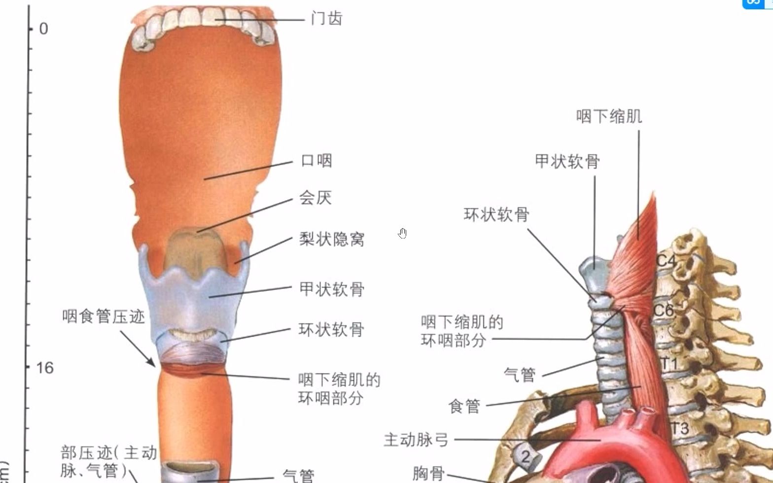 【解剖】食管在人体内的大致位置哔哩哔哩bilibili