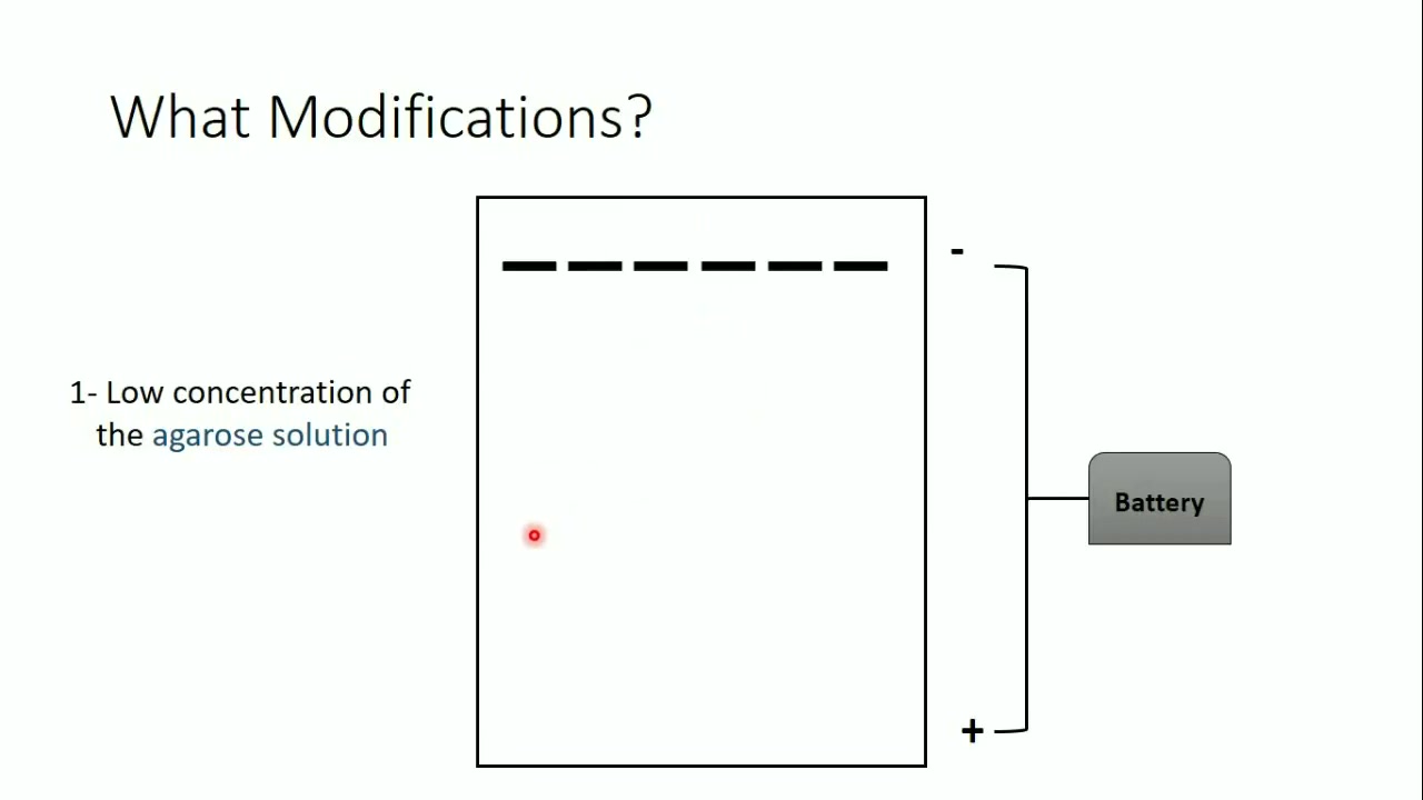 「Principle」DNA大片段分离,脉冲凝胶电泳PFGE「 Pulsed Field Gel Electrophoresis (PFGE)」哔哩哔哩bilibili