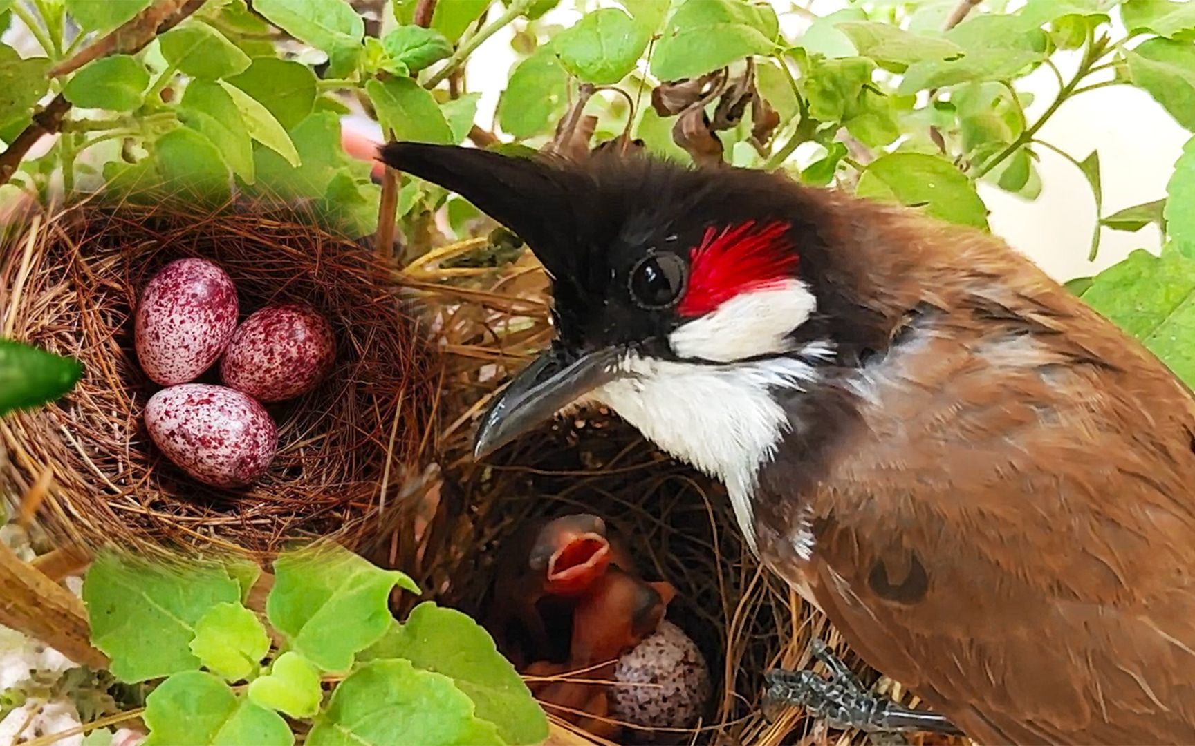 红耳鹎的鸟蛋是什么颜色?10种常见鸟的鸟蛋鉴定