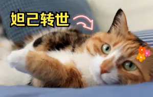 Download Video: 千万别把三花猫领回家！