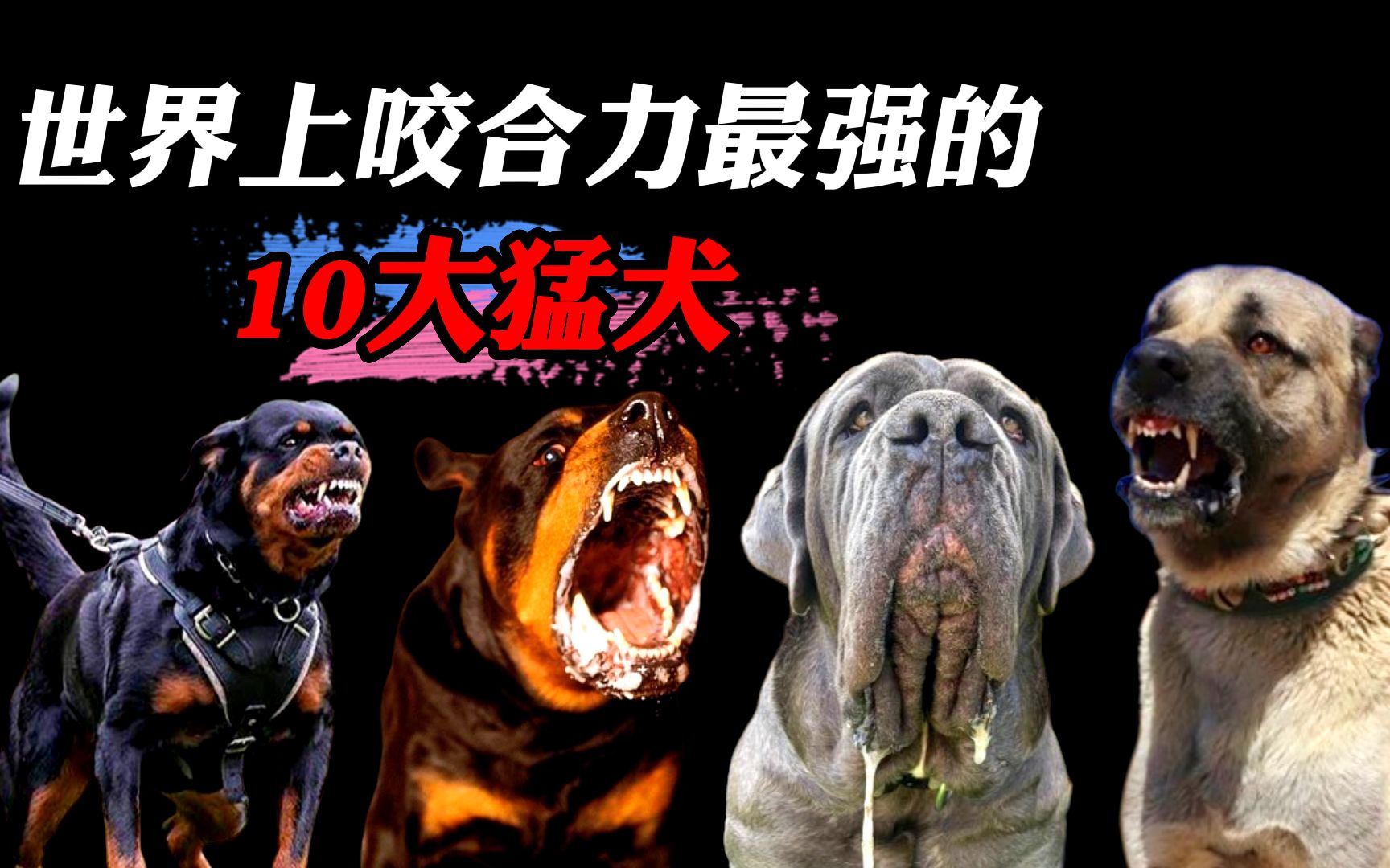 咬合力最强的10大猛犬,你见过比狮子老虎还要可怕的犬种吗?哔哩哔哩bilibili