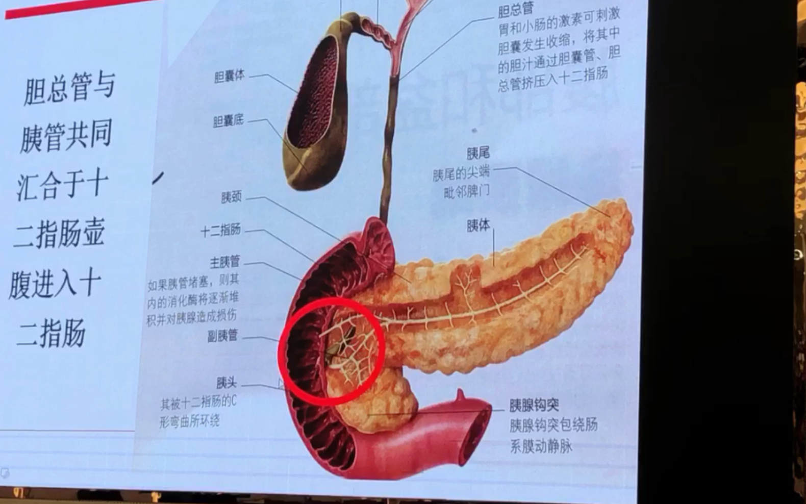 胰腺炎是什么病图片图片