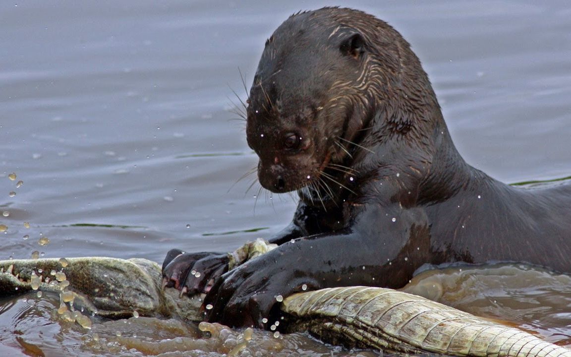 【野生动物图鉴】巨獭